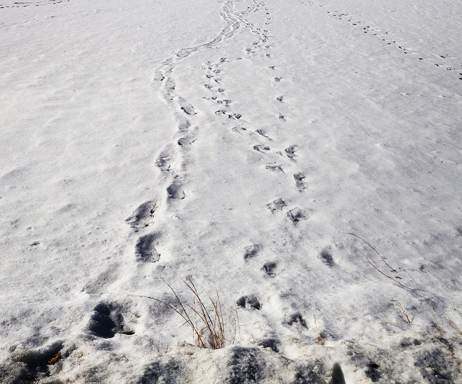 Photo of Footstep Paths in Snow
